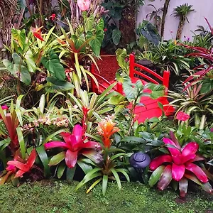 Paradise At Anthurium Hale United States